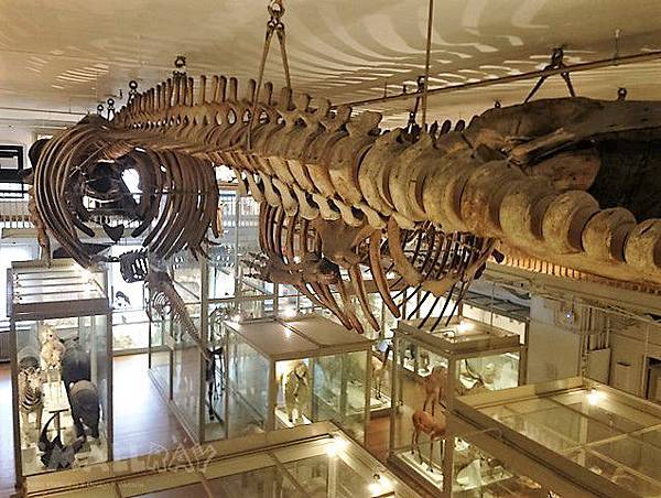 【美東旅遊】波士頓旅行3日遊行程規劃懶人包！自由大道,哈佛,MIT,吃龍蝦,波士頓美術館,各大廣場！波士頓旅遊好吃好玩行程攻略快速玩透透!!