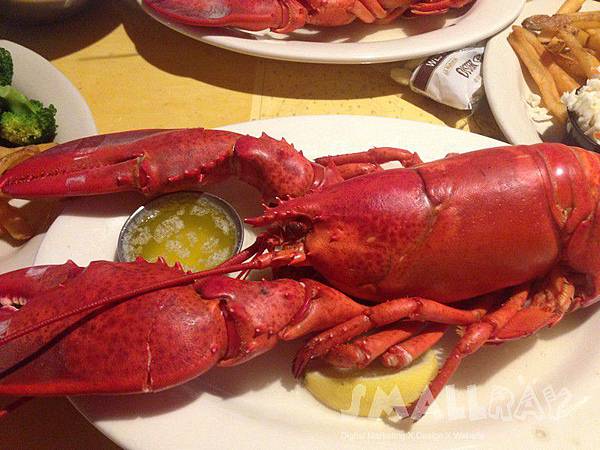 【美國東岸緬因州旅遊】緬因州旅遊攻略,緬因必去行程推薦!全美國最好吃的龍蝦就在緬因州!!酒吧海港,阿卡迪亞國家公園,波特蘭燈塔,緬因最佳動物園約克動物園