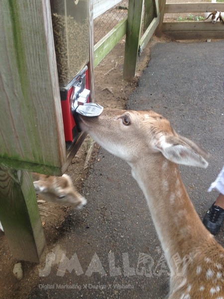 【美國東岸緬因州旅遊】緬因州旅遊攻略,緬因必去行程推薦!全美國最好吃的龍蝦就在緬因州!!酒吧海港,阿卡迪亞國家公園,波特蘭燈塔,緬因最佳動物園約克動物園