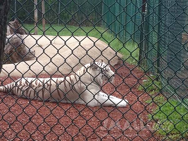 【美國東岸緬因州旅遊】緬因州旅遊攻略,緬因必去行程推薦!全美國最好吃的龍蝦就在緬因州!!酒吧海港,阿卡迪亞國家公園,波特蘭燈塔,緬因最佳動物園約克動物園