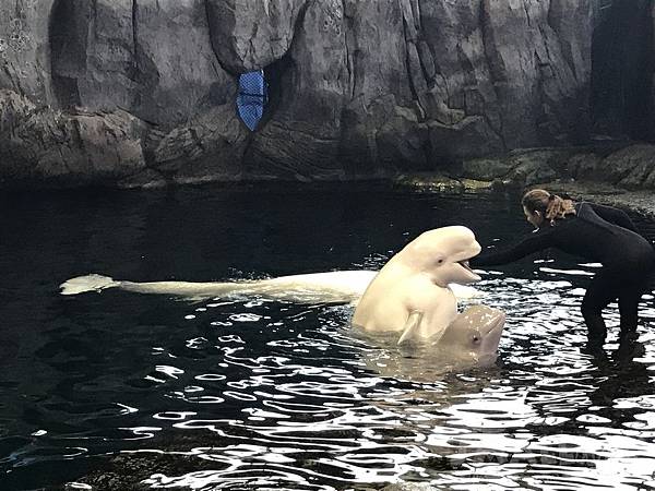 【美國芝加哥旅遊】芝加哥四天三夜超順路旅遊攻略懶人包,必去景點大推薦!!!美國最高360度玻璃景觀Willis Tower, 坐船看芝加哥天際線,芝加哥藝術博物館